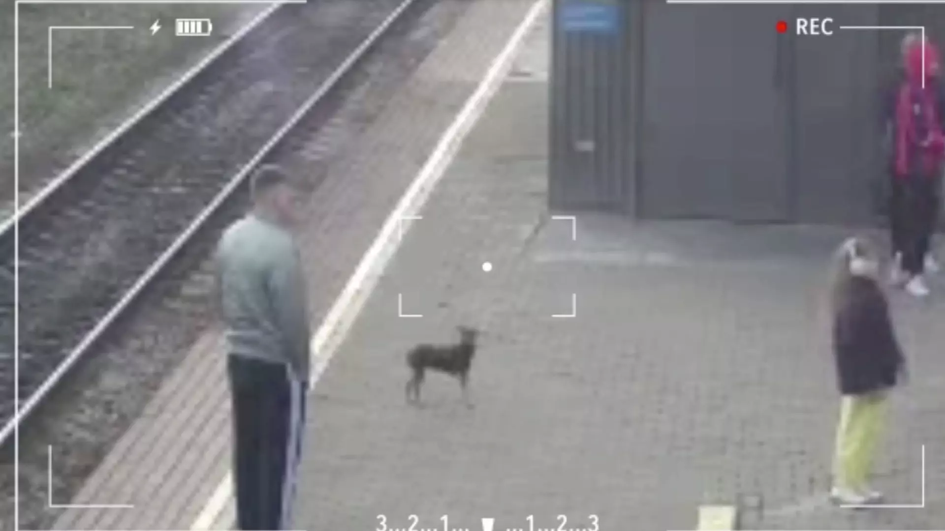 В Канске спустя неделю нашли выскочившую из поезда собаку