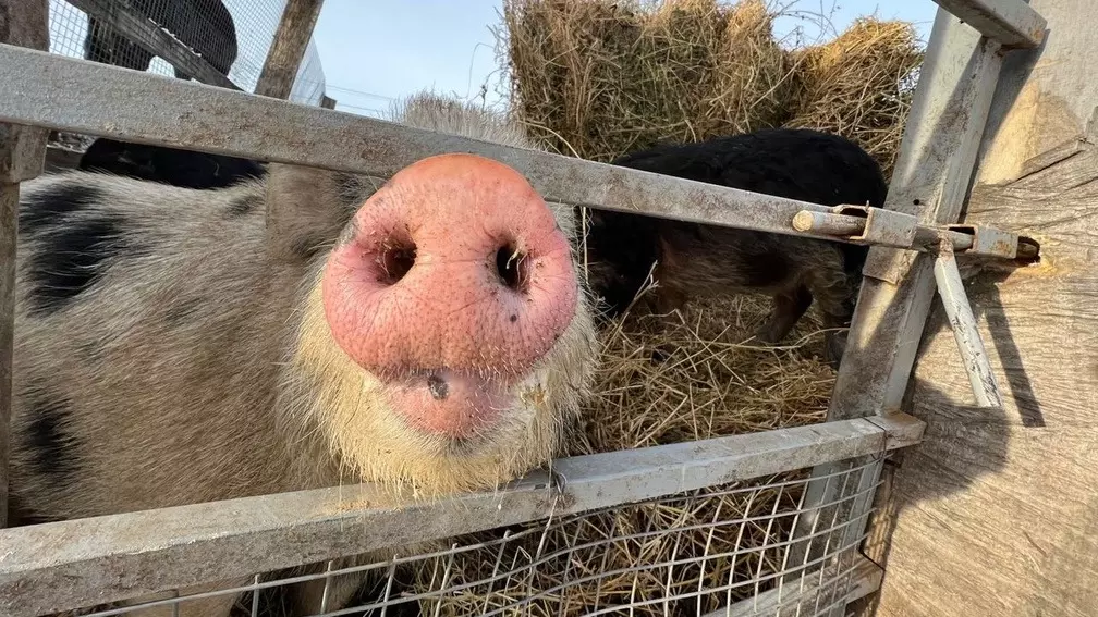В Красноярском крае нашли ветчину с африканской чумой свиней