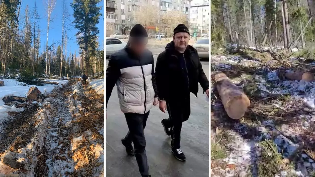 Депутат пойдет под суд за незаконную вырубку леса под Красноярском на 19 миллионов