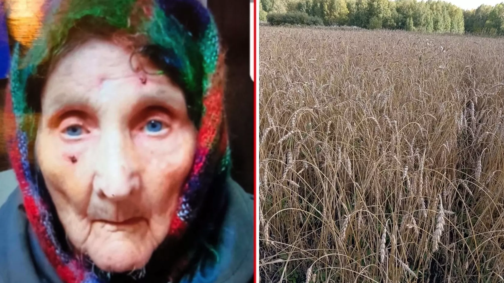 94-летняя бабушка почти неделю выживала в лесу под Красноярском без еды