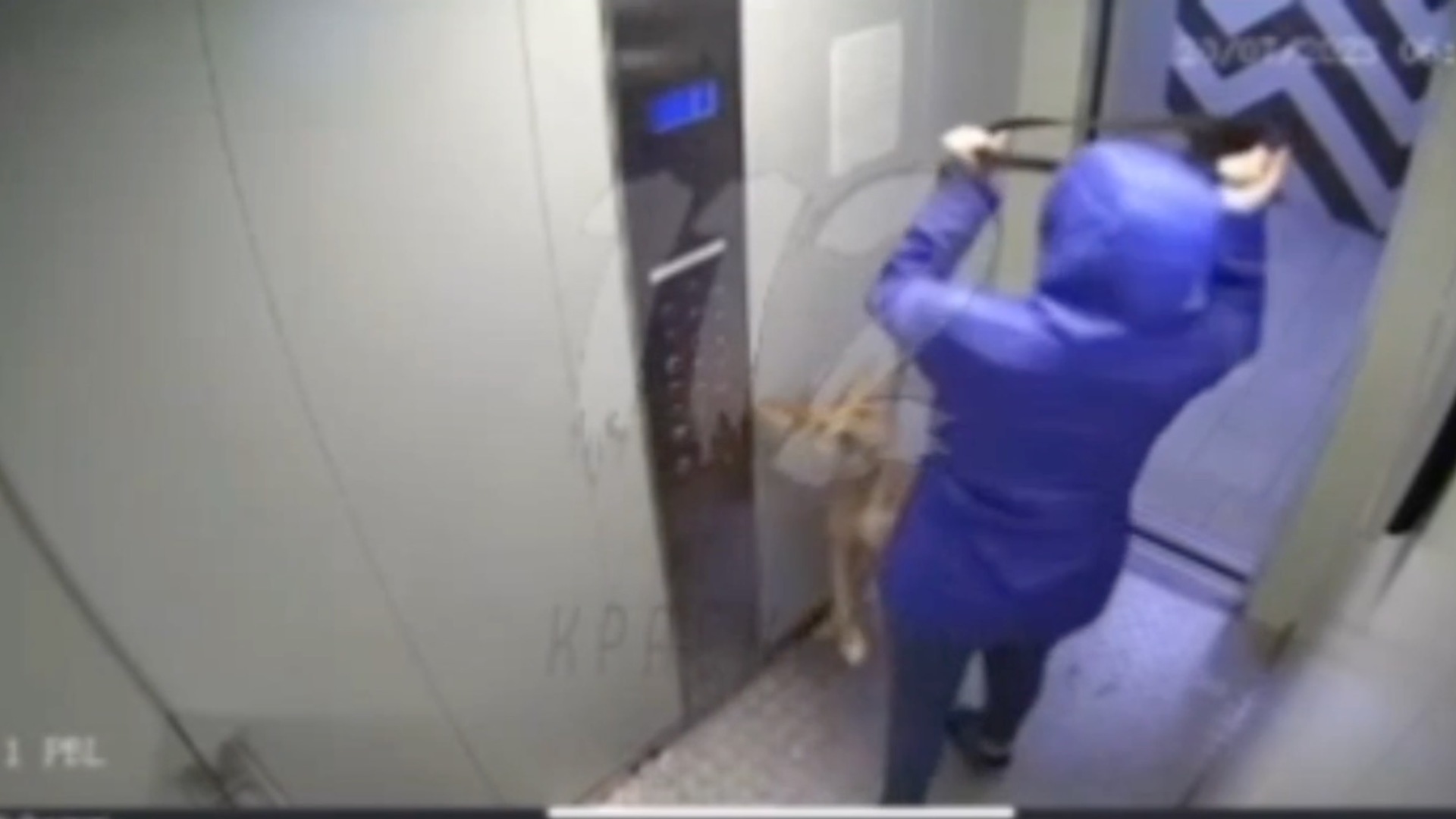 В Красноярске жительница регулярно избивает собаку в лифте