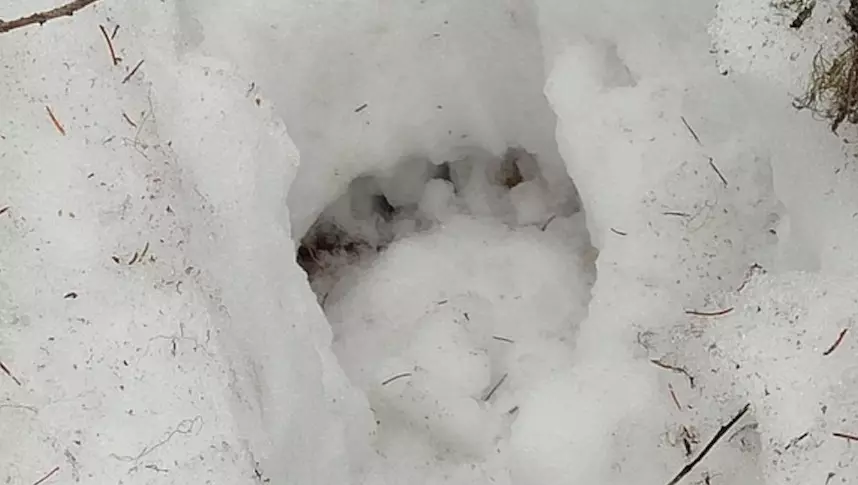 В окрестностях Дивногорска заметили следы медведей