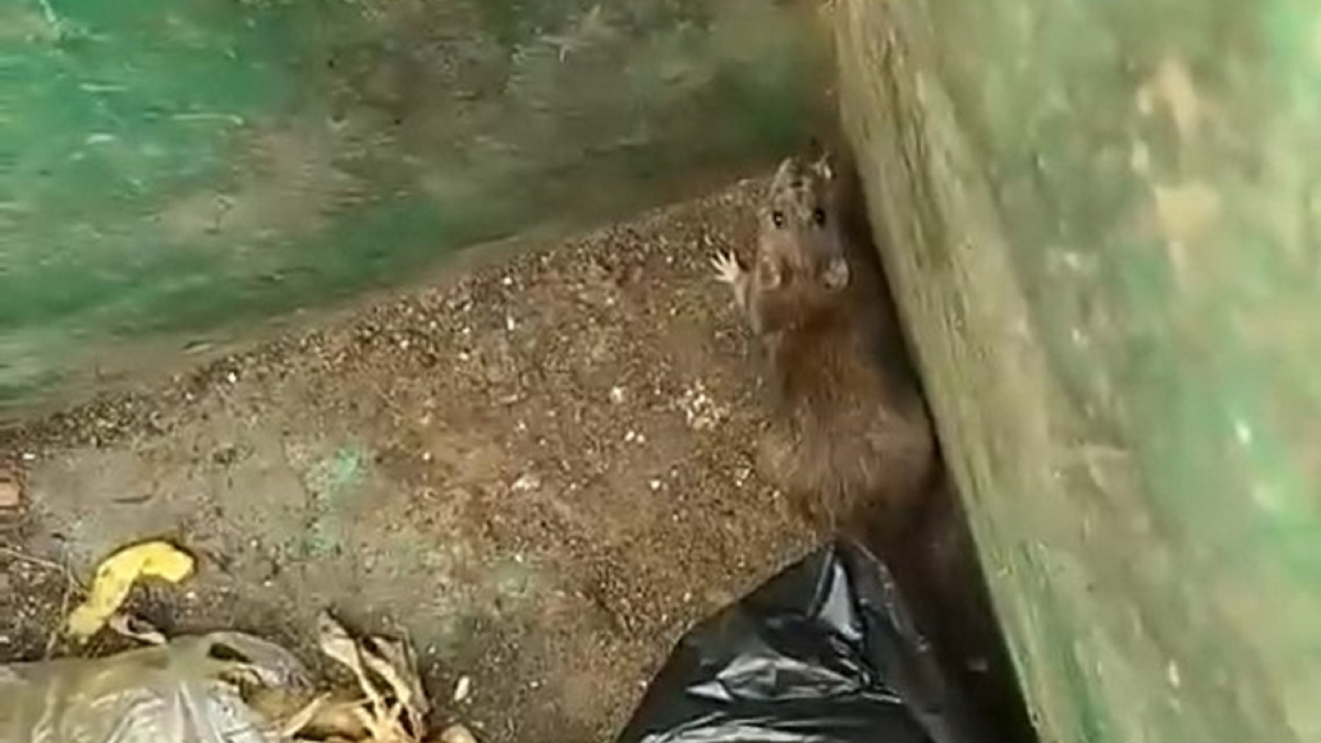 В Академгородке крыса прыгнула на женщину из мусорки