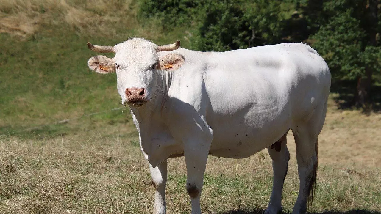 В Красноярском крае корова гуляла без присмотра и сломала пенсионерке ребра