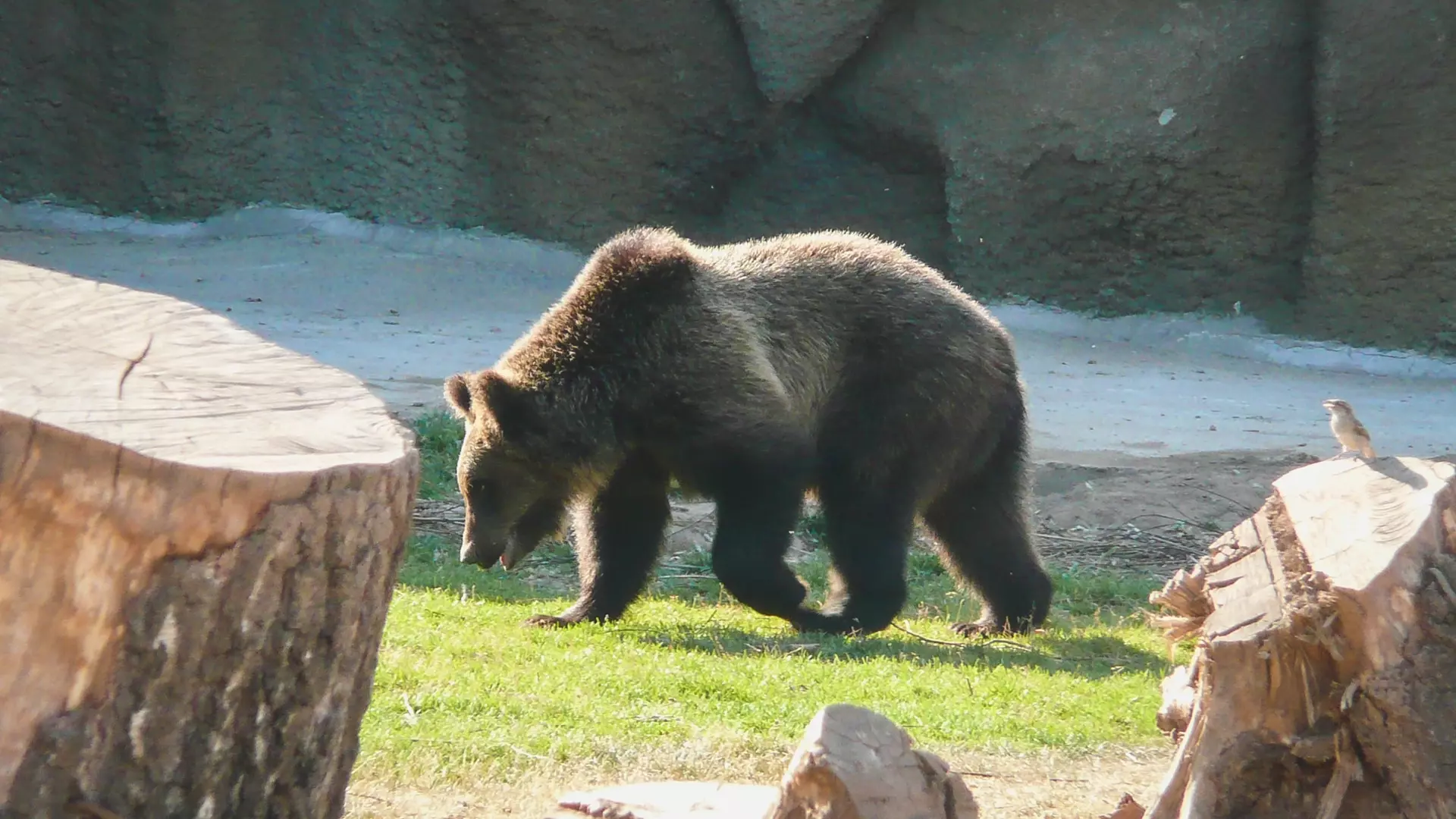 В Красноярском крае медведь напал на безоружного охотника