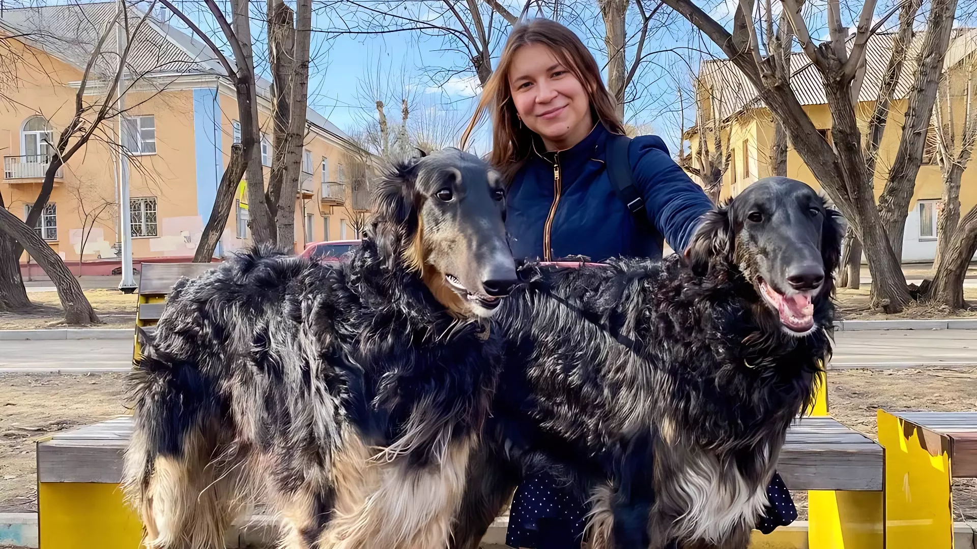 Красноярская урбанистка рассказала, почему собаки помогут сделать город комфортнее