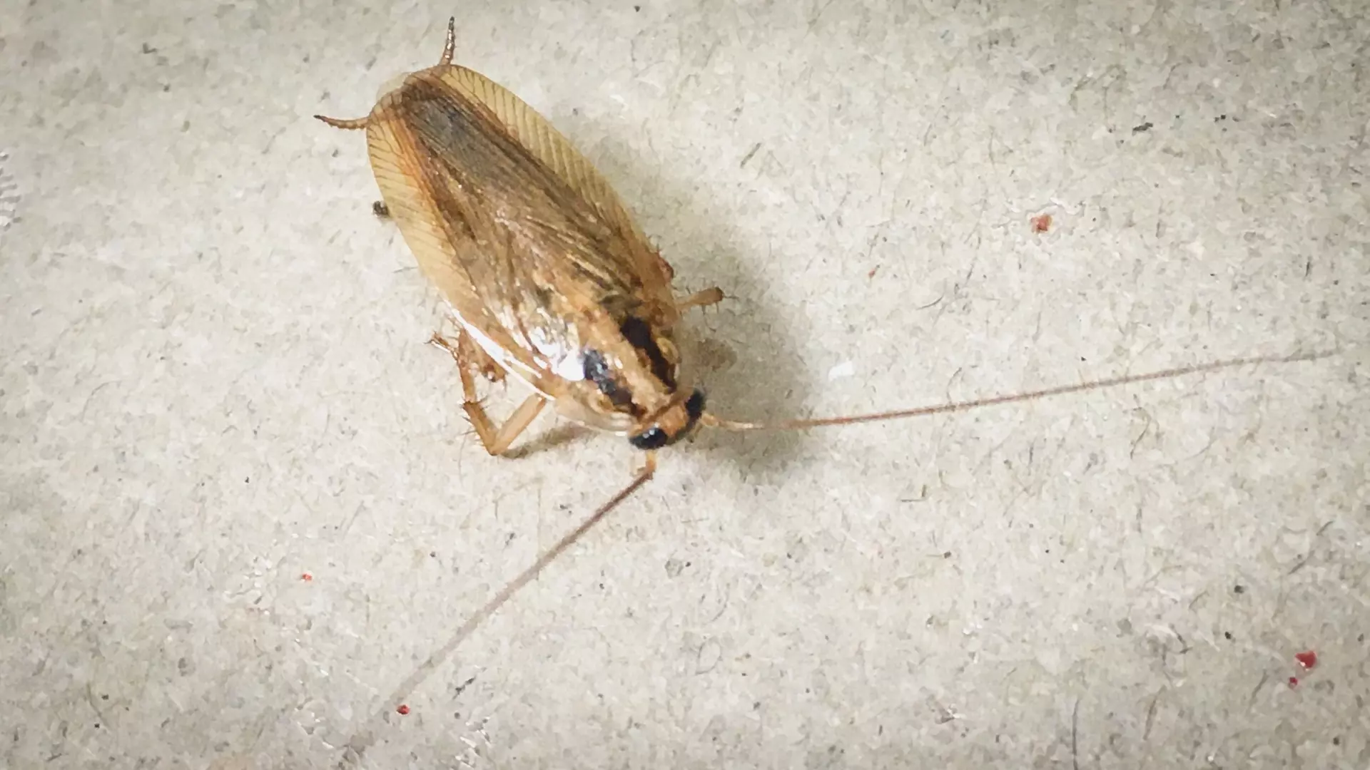 Энтомолог объяснил чем опасны тараканы в Красноярске и почему стало больше жалоб