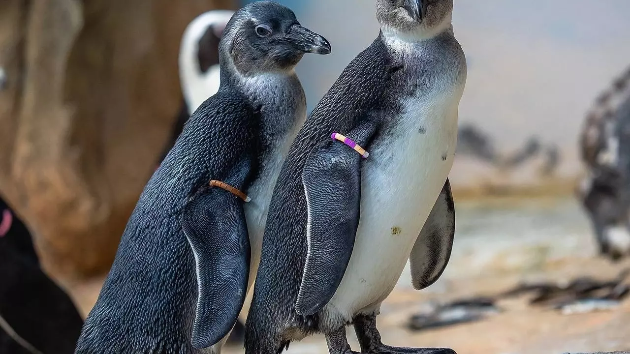 Пингвины из «Роева ручья» переехали в зимние квартиры