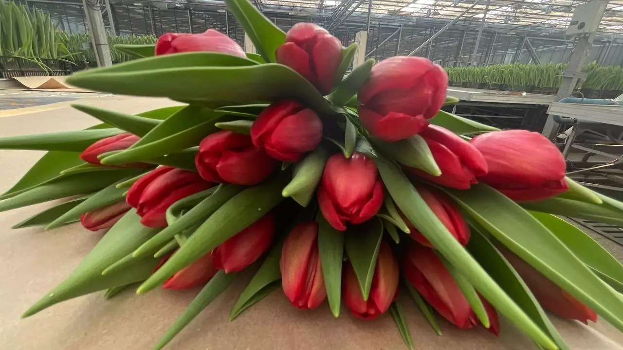 В мэрии рассказали, где в Красноярске можно купить тюльпаны к 8 Марта