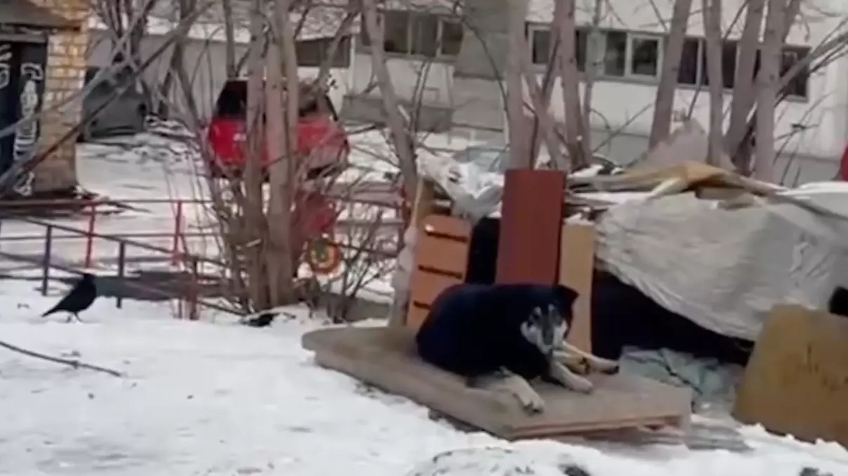 Красноярцам запрещают ставить будки и миски для бродячих собак на улицах