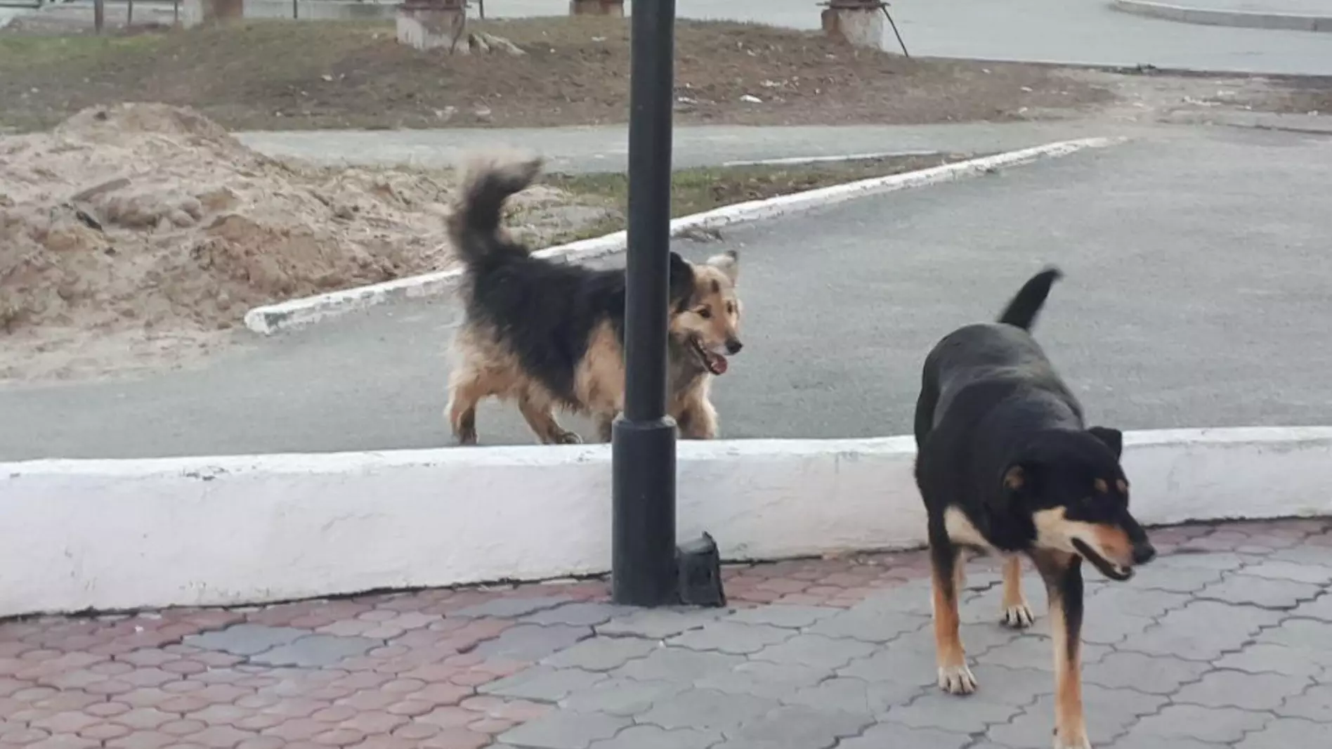 На отлов бездомных собак в Красноярске потратят почти 18 миллионов рублей
