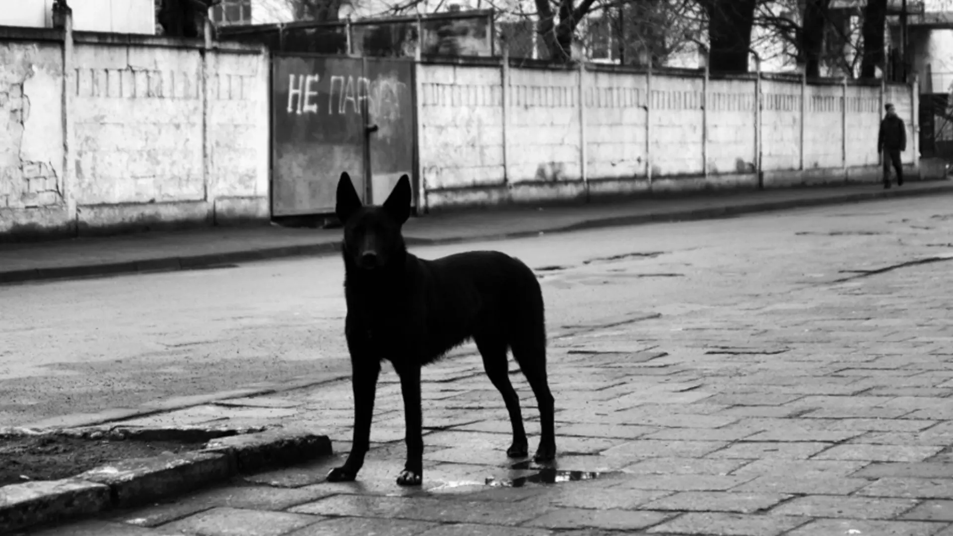 Собаки покусали более 4 тысяч жителей Красноярского края за год