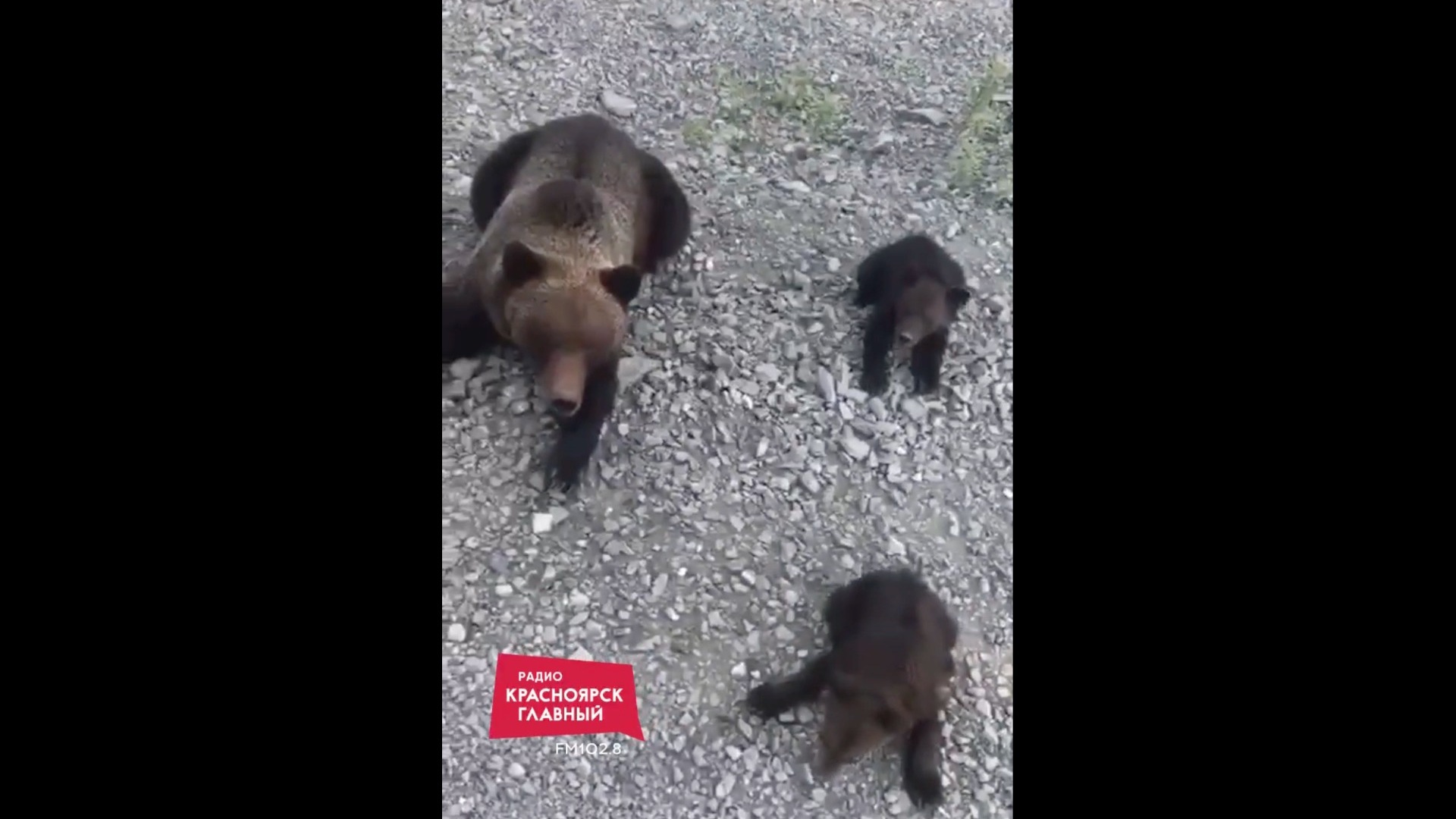 Житель Красноярского края покормил медведей бубликами