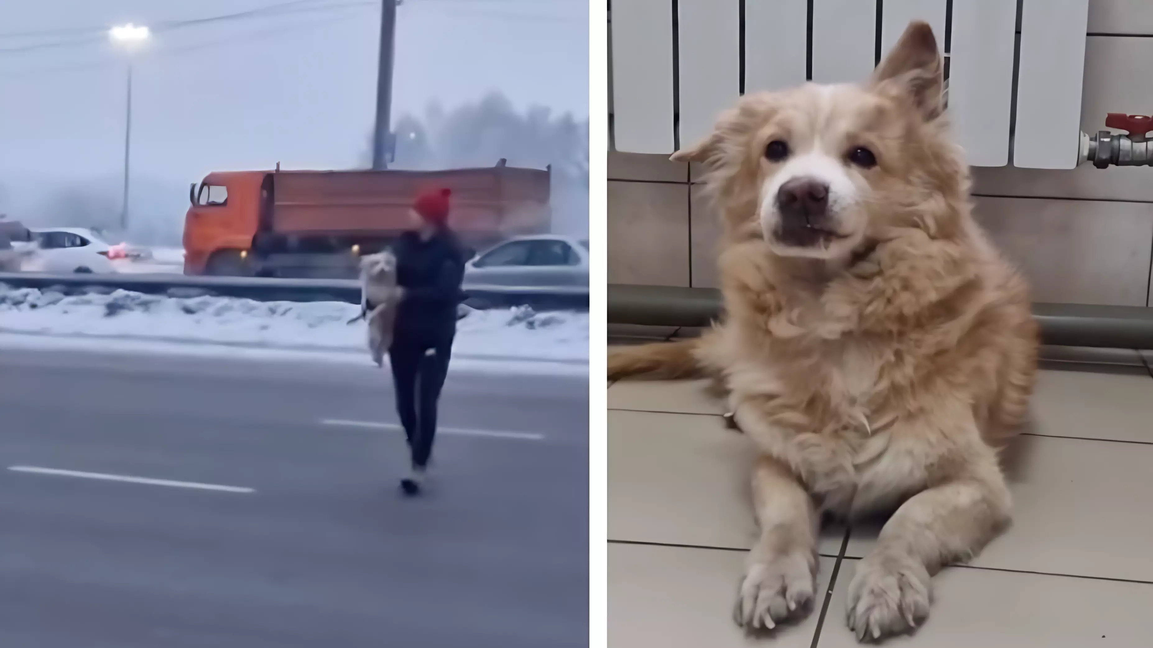 Красноярцы спасли замерзающего пса на Октябрьском мосту