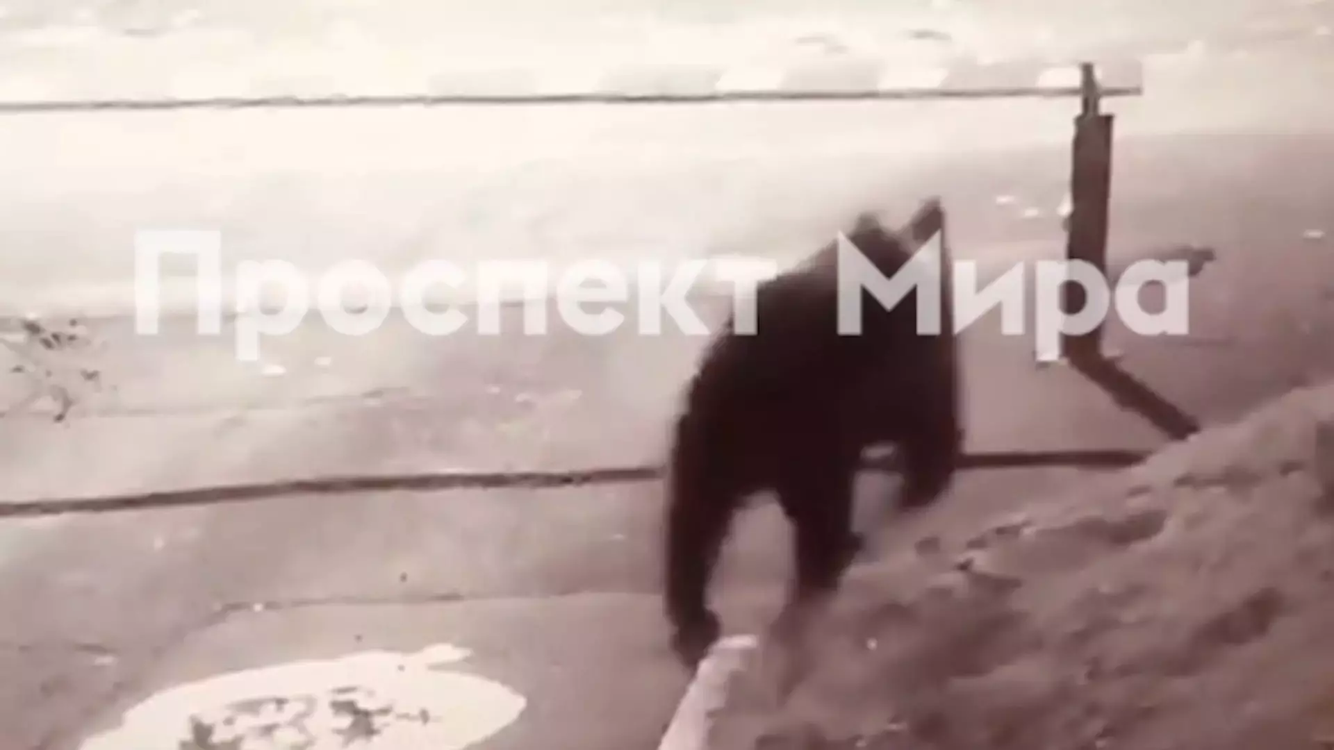 Из-за медведя в Красноярске ввели режим угрозы ЧС