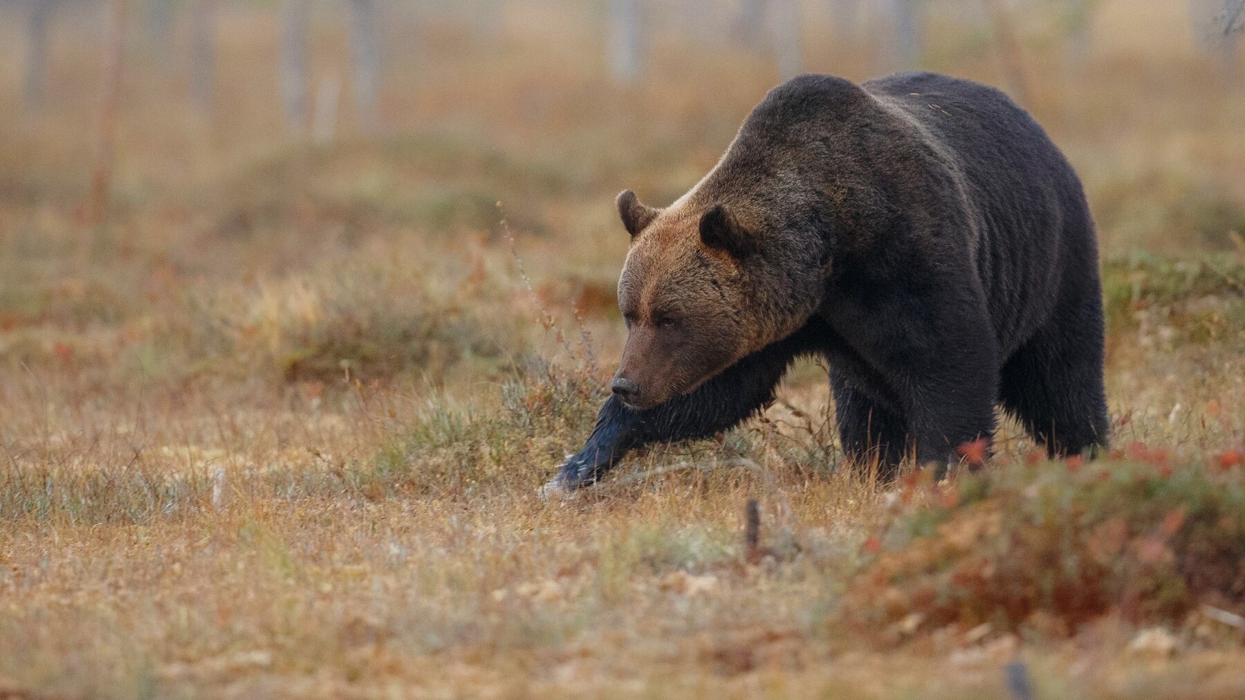 В Красноярском крае медведь напал на мужчину