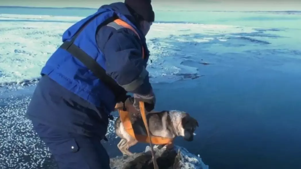 Под Красноярском спасли собаку с оторвавшейся льдины