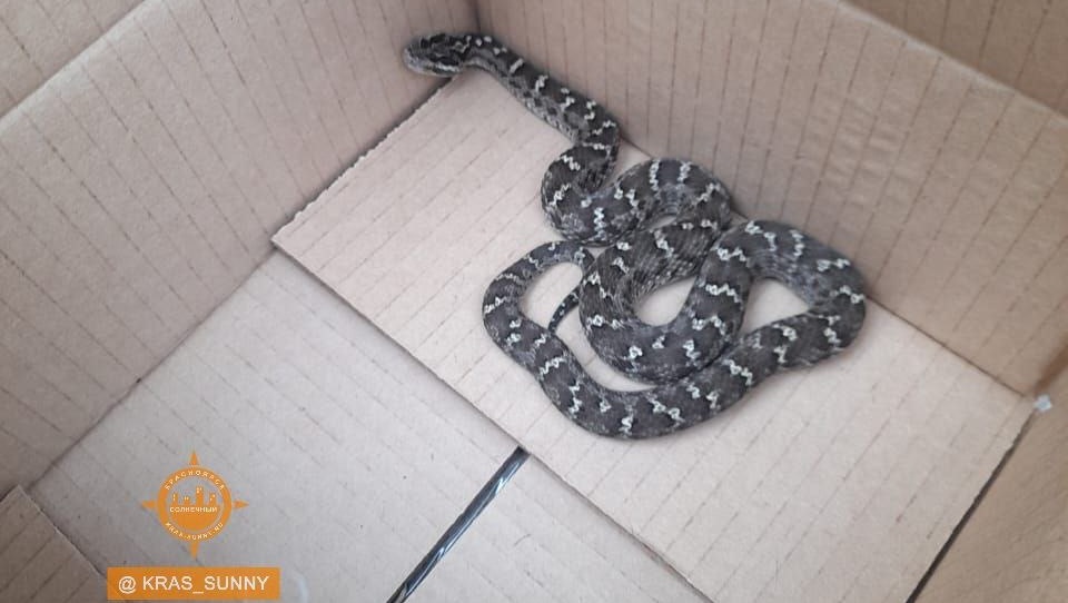 Жители Солнечного поймали «ядовитую» змею и хотели увезти в зоопарк