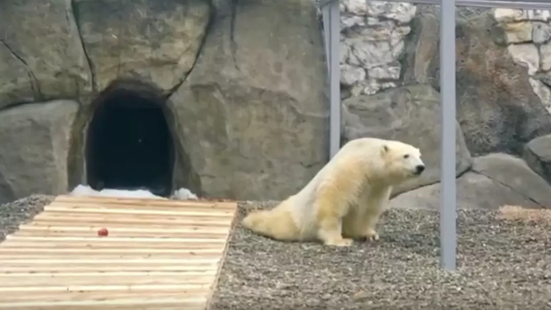 В московском зоопарке умер медведь Диксон