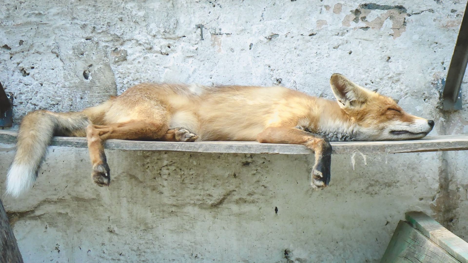 Под Красноярском бешеная лиса загрызла двух собак и напала на их хозяйку