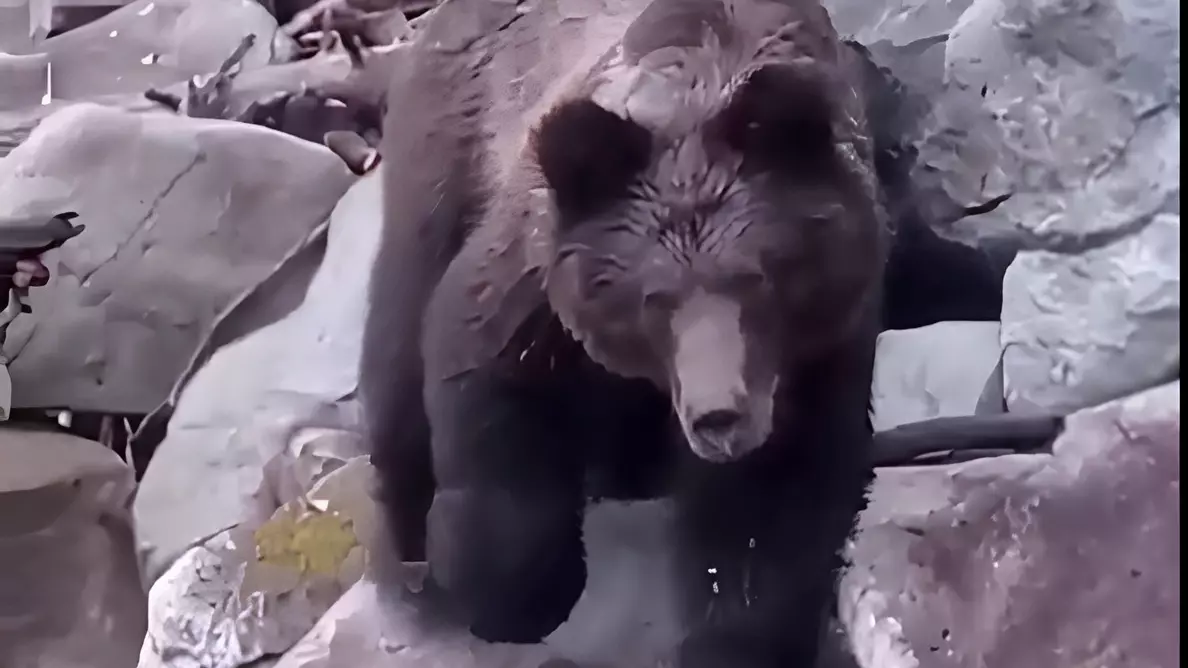 В заповеднике на юге Красноярского края медведь подошел к людям