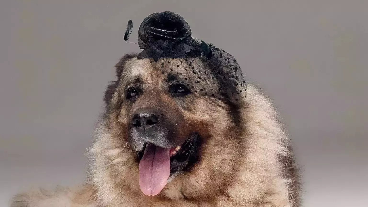Красноярский фотограф продает снимок собаки из приюта за миллион рублей