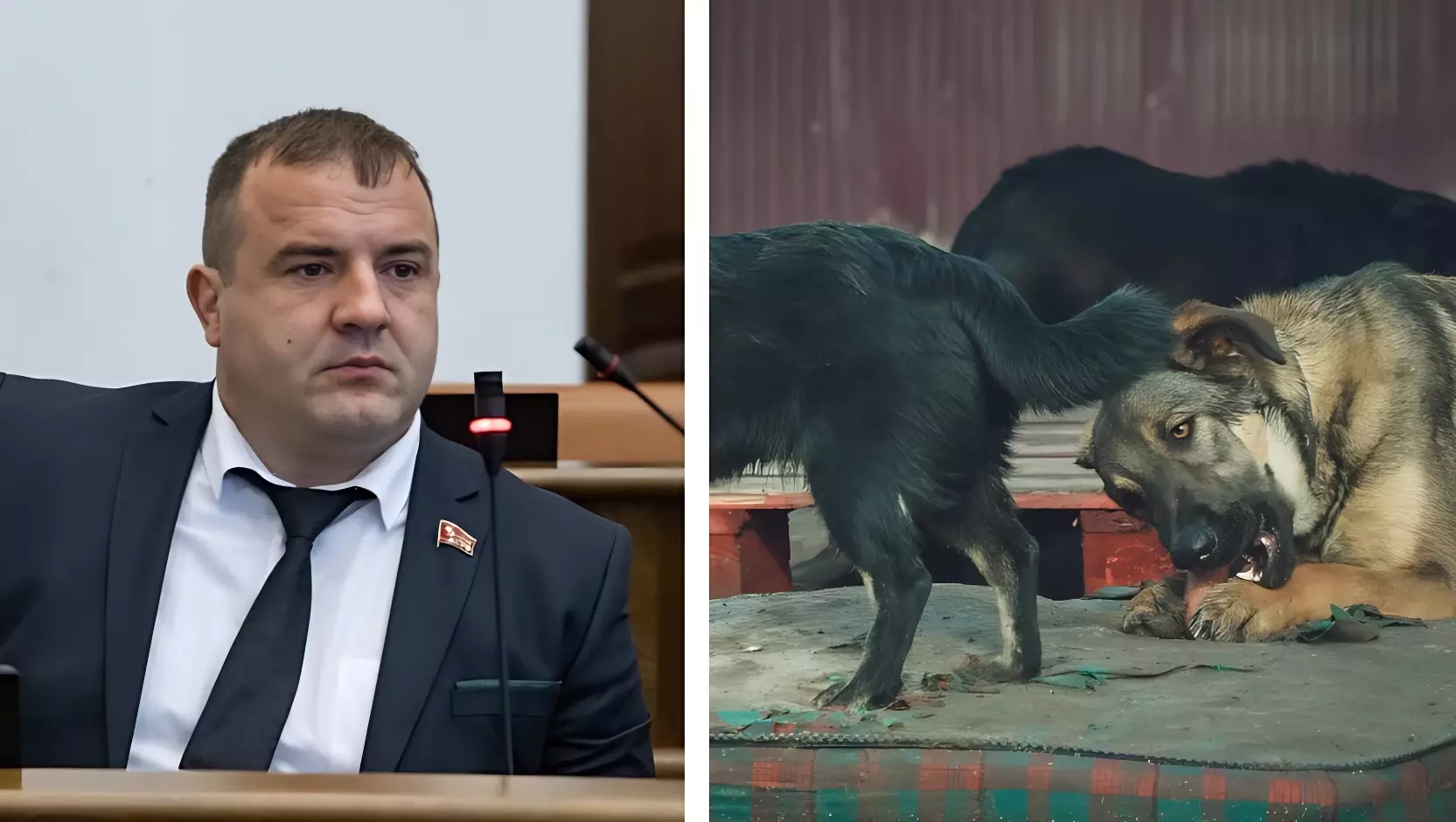 В Красноярском крае предложили узаконить эвтаназию бездомных псов
