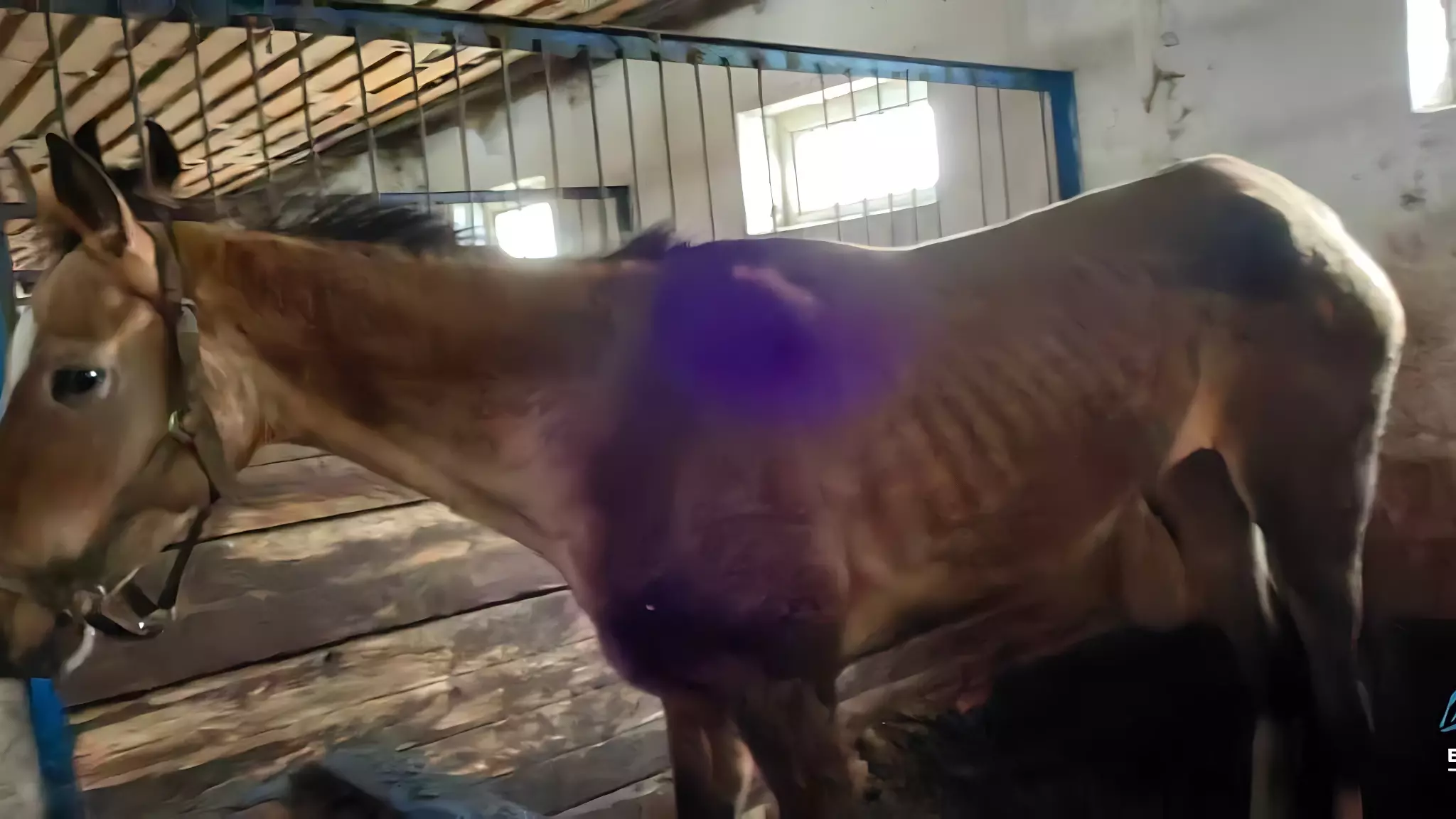 Полиция проверит состояние лошадей на ипподроме «Мустанг»