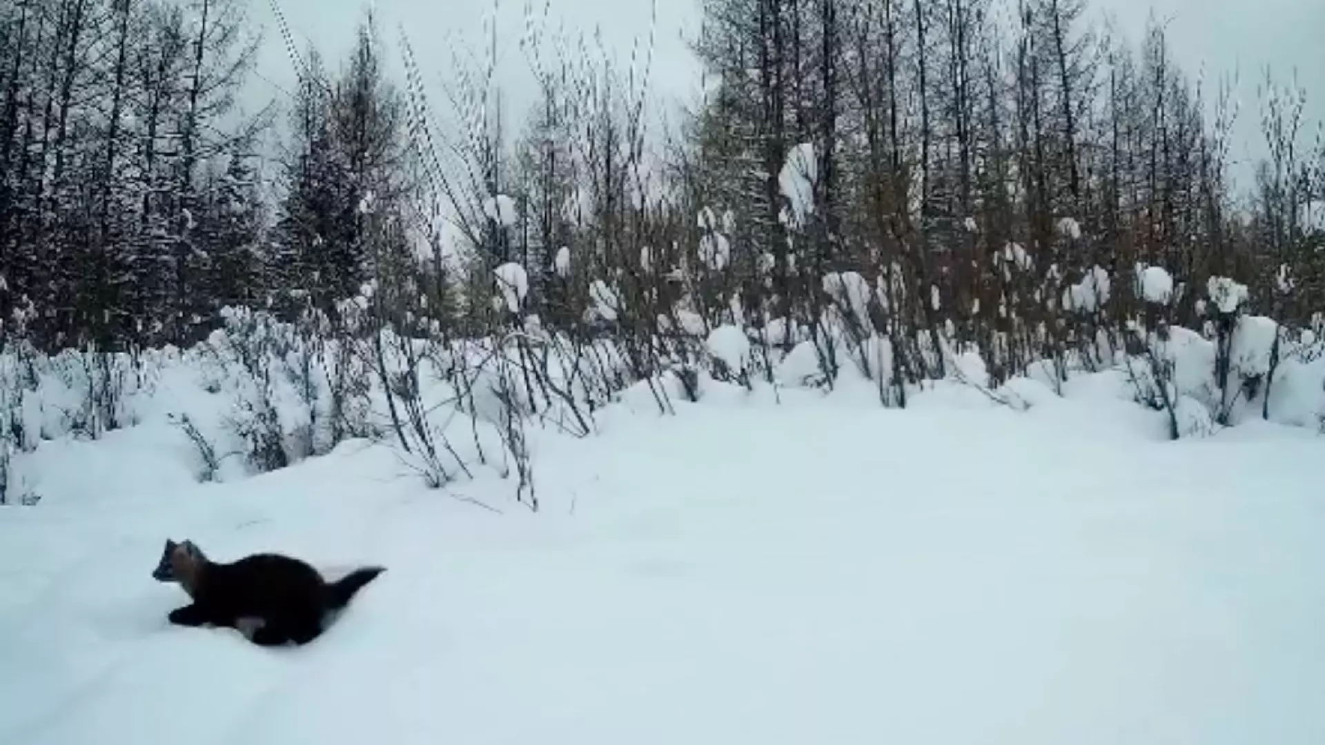 На севере Красноярского края засняли соболя, пришедшего на разборки к конкуренту