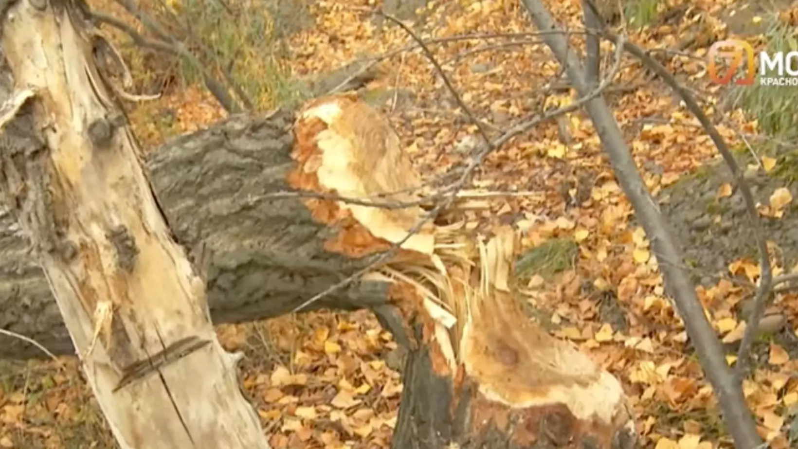 Бобры повалили деревья на острове Отдыха в Красноярске