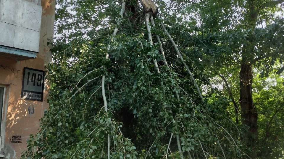 На красноярку упало дерево во время бури с градом