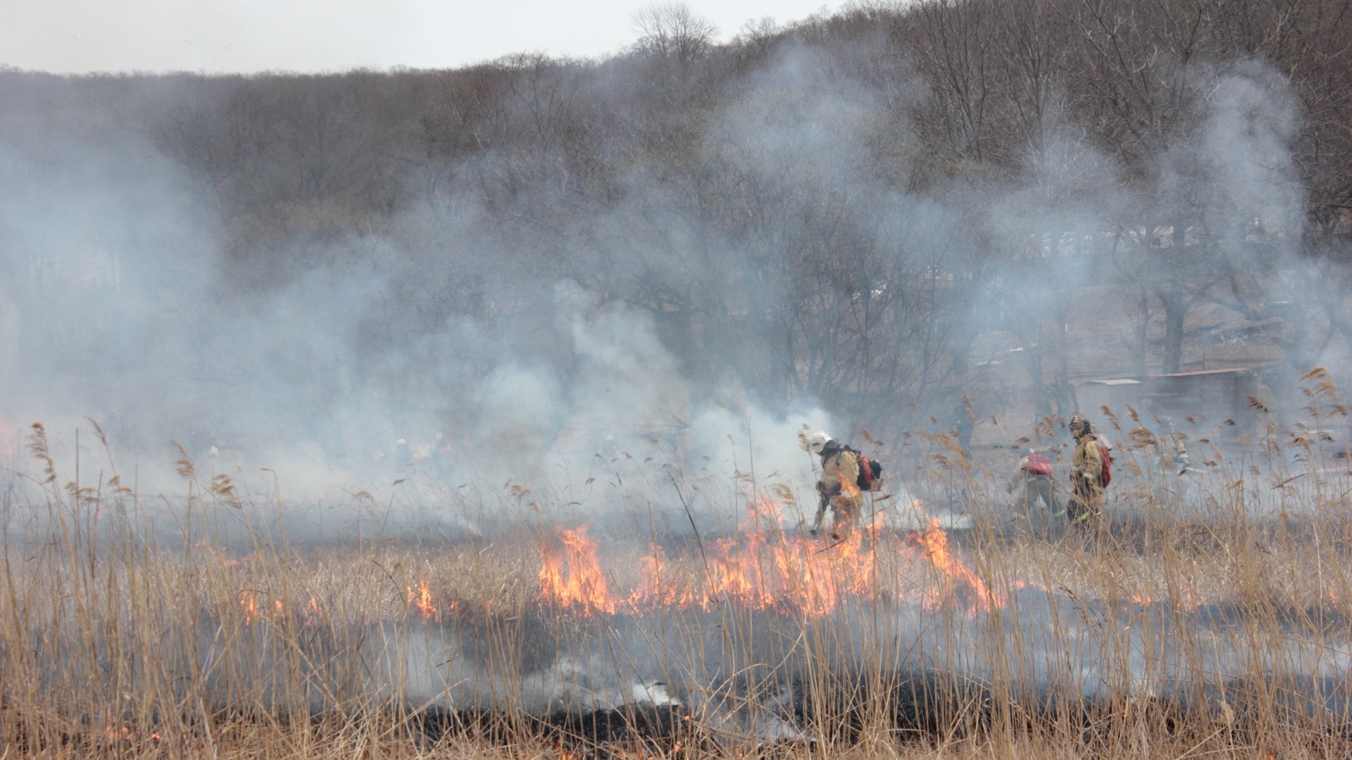 В Красноярском крае пожарный пропал в лесу после драки с коллегами