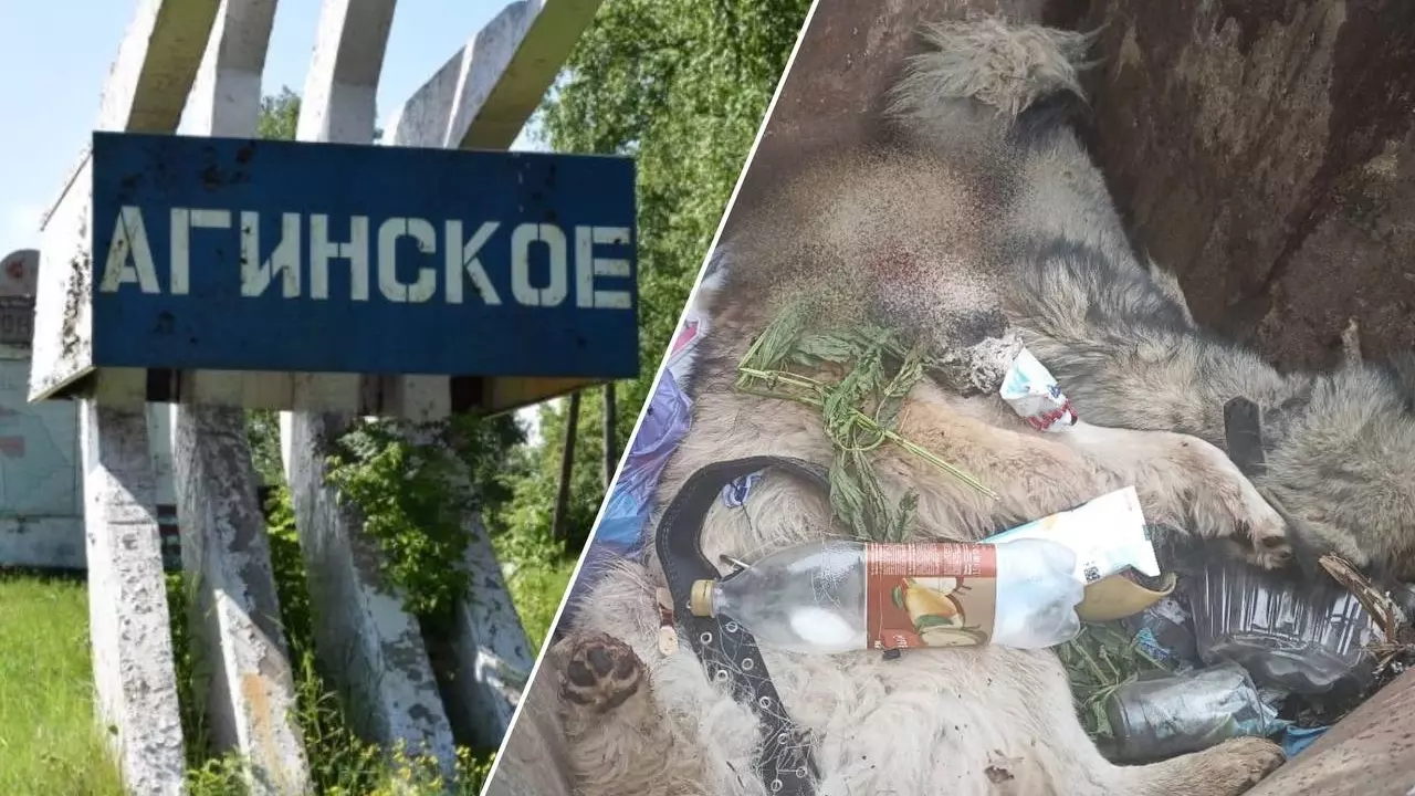 Житель Красноярского края убил двух собак бывшей девушки из-за отказа дать денег