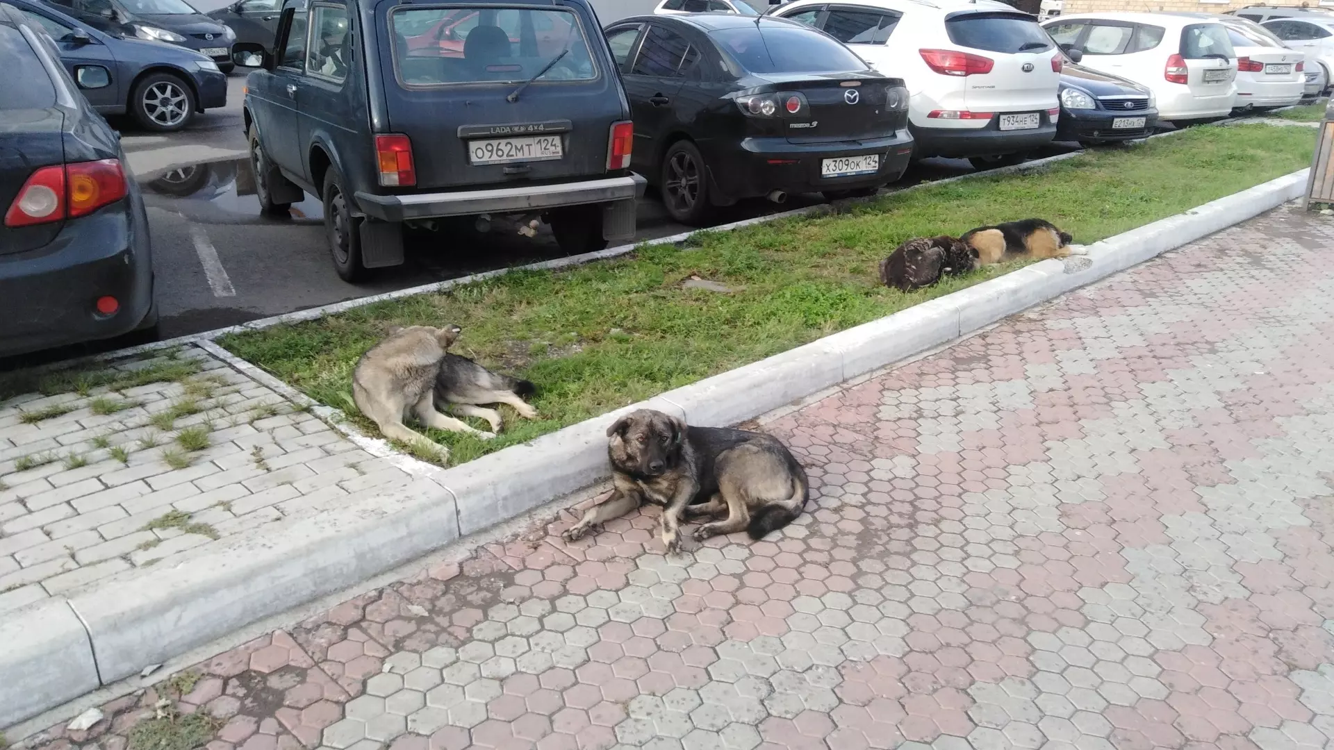 В мэрии Красноярска объяснили рост количества бездомных собак на улицах города
