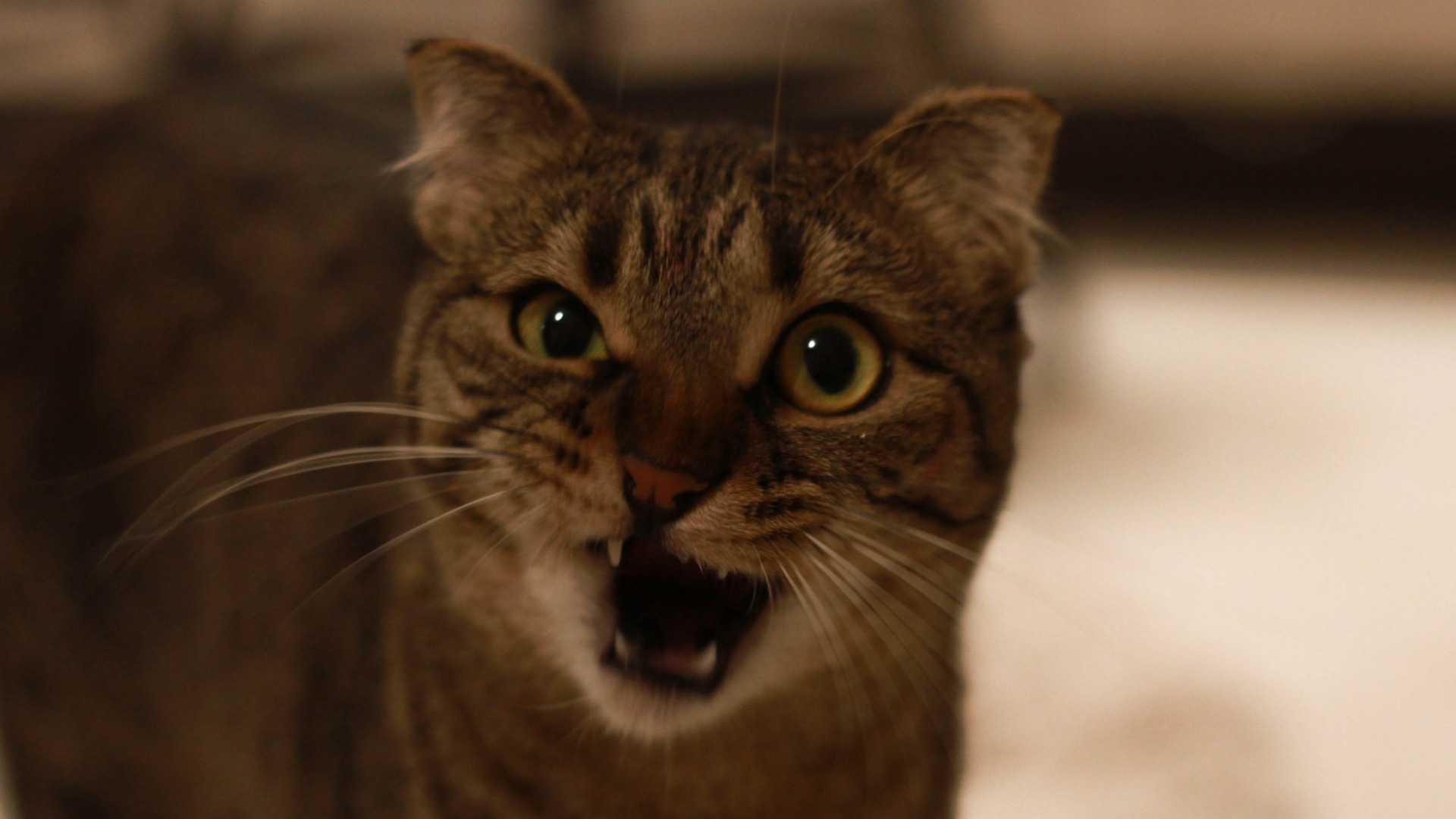 Красноярцы пожаловались на больных породистых котят — их продавали в интернете