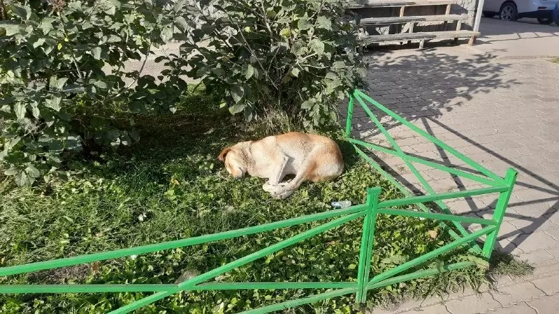 Собака спит у дерева в Свердловском районе. Здесь она появляется регулярно.