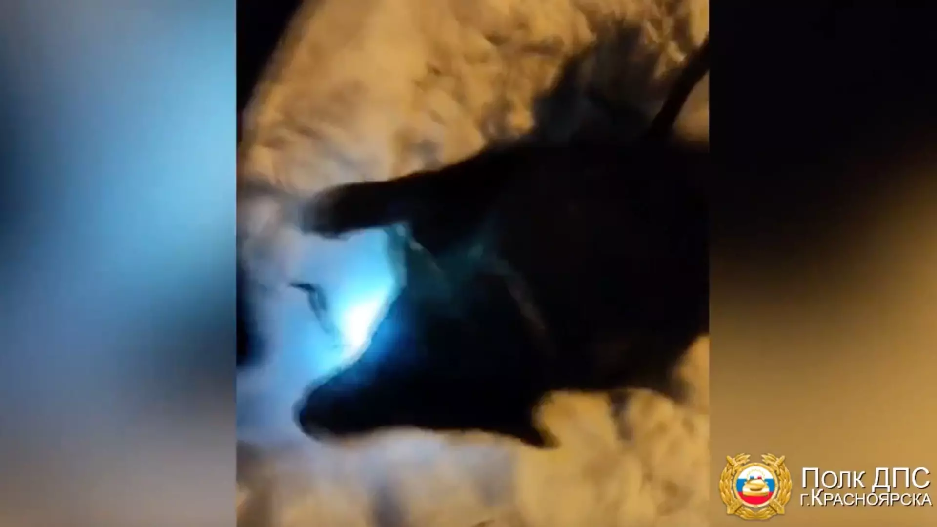 В Красноярске полицейские спасли упавшего в колодец пса