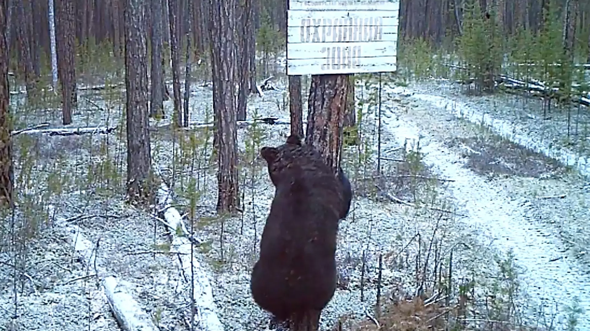 На севере Красноярского края медведь проверил на прочность указатель в заповеднике