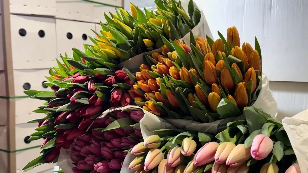 Красноярцам рассказали, сколько стоят тюльпаны и другие цветы к 8 Марта