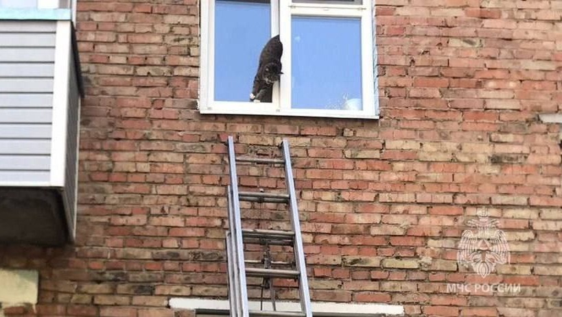 В Красноярском крае спасли кота, который застрял в окне «пятой точкой»