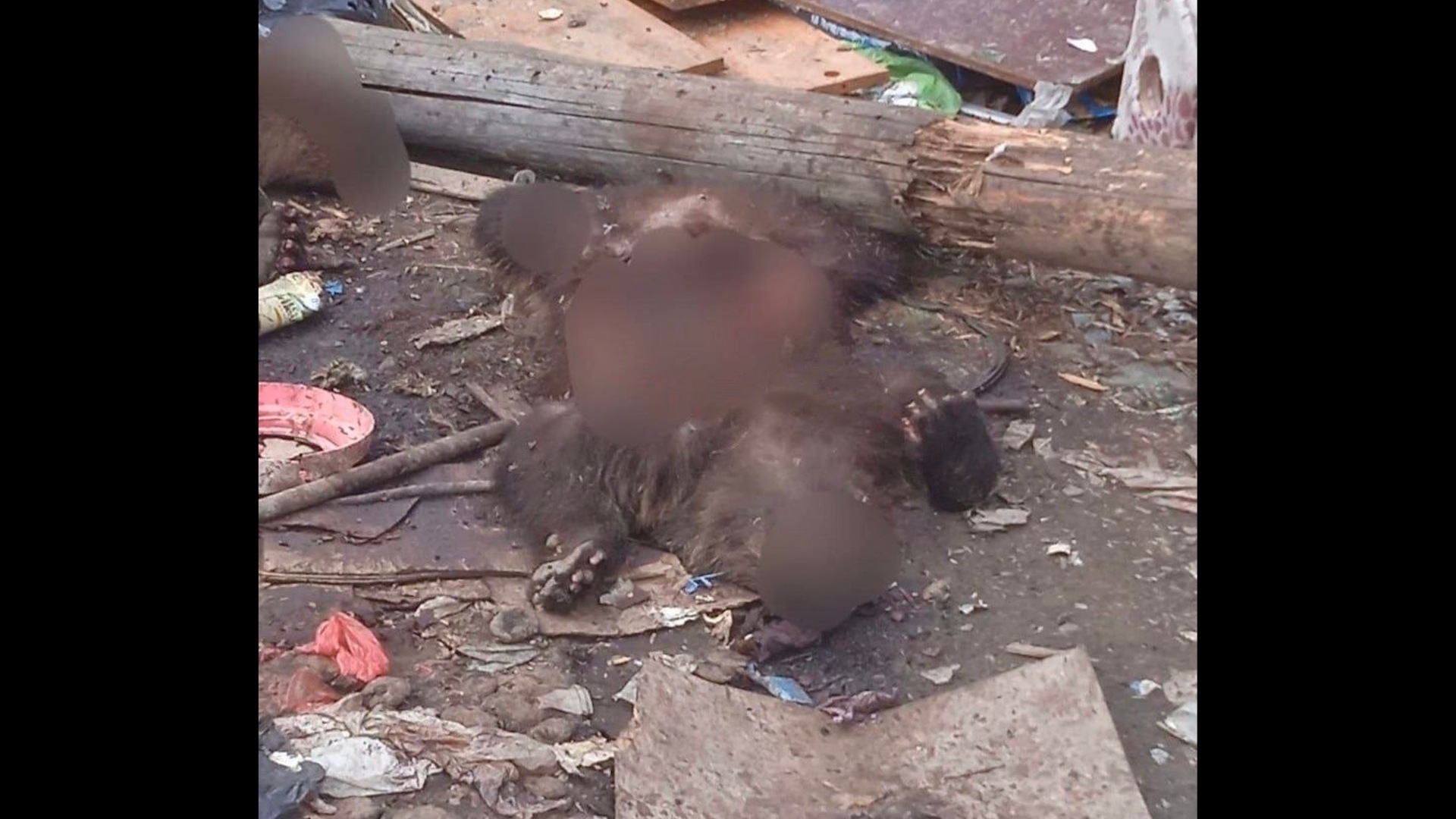 Двух мертвых медвежат нашли на свалке в Красноярском крае
